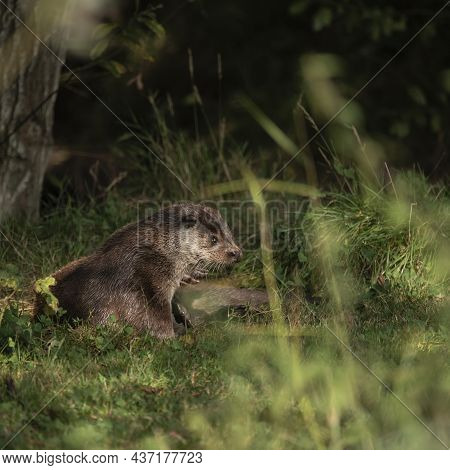 Lovely Portrait Of Otter Mustelidae Lutrinae In Summer Sunlight On Lush Grass