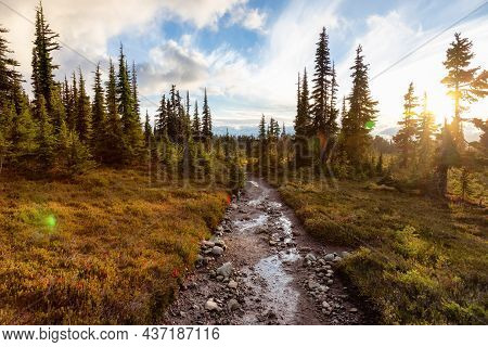 Hiking Trail Outdoors In Canadian Nature. Sunny Sunset Fall Season. Taken In Garibaldi Provincial Pa