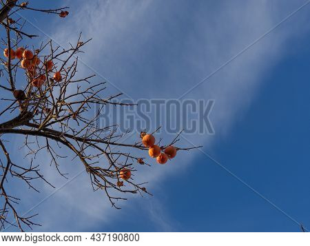 Ripe Pink Orange Small Persimmon Fruit Of Diospyros Virginiana On Autumn Bokeh Background. Persimmon