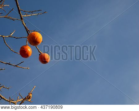 Ripe Pink Orange Small Persimmon Fruit Of Diospyros Virginiana On Autumn Bokeh Background. Persimmon