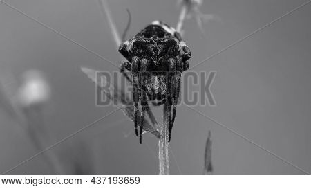 Monochrome Photo. Horror, Halloween. Big Black Spider. Large Araneus Ventricosus On Grass. Close-up,