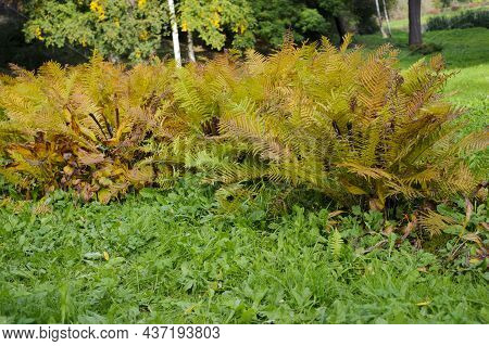 Dry Fern. Yellow Leaves. Beautyful Ferns Leaves Green Foliage Natural Floral Fern Background In Sunl
