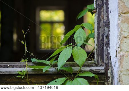 Old Windows And Green Leaves Of A Plant. Vine Weaves On An Old Window Frame, An Abandoned House. Ove