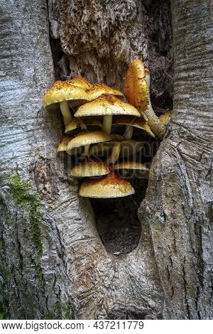 Often Confused With Honey Fungus But Unlike That One The Shaggy Scalycap In Inedible