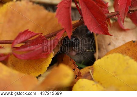 Edgehog On The Grass With Autumn Leaves