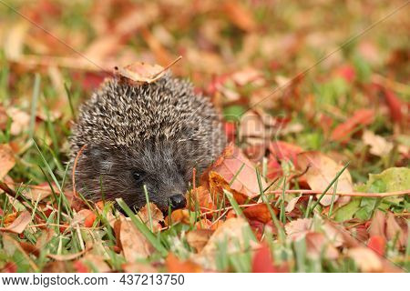 Hedgehog On The Grass With Autumn Leaves. Place For Text
