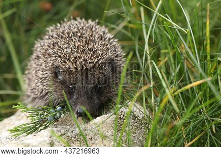 Hedgehog On The Stone In The Garden