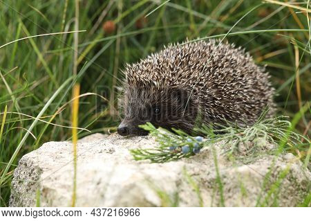 Hedgehog In The Garden On The Grass