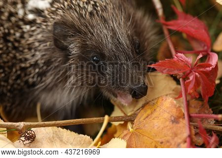 Hedgehog In The Garden With Autumn Leaves