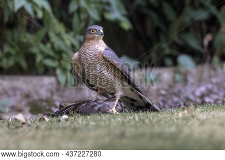 A Sparrowhawk On Grass With Its Prey