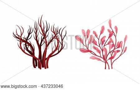 Seaweed Or Macroalgae As Aquatic And Marine Plants Growing On Ocean Bottom Vector Set