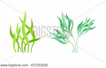 Seaweed And Algae As Aquatic And Marine Plants Growing On Ocean Bottom Vector Set.