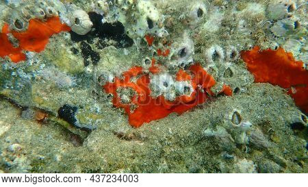 Red Encrusting Sponge Or Orange-red Encrusting Sponge (crambe Crambe) Undersea, Aegean Sea, Greece, 