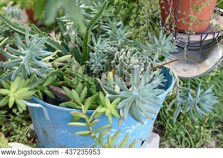 Reused Garden Design Ideas. Old Blue Saucepan Turn Into Garden Flower Pots. Recycled Garden Design, 