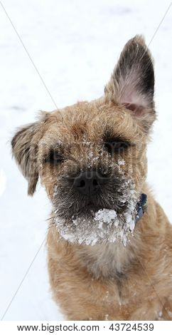 cute little border terrier