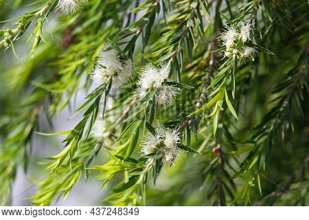 Beautiful Flowering Of Callistemon Salignus With White Flowers