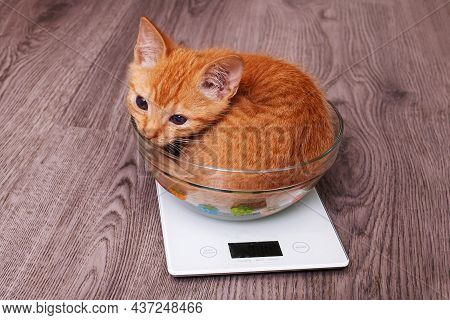 Small Ginger Kitten In A Cup On The Scales Close Up