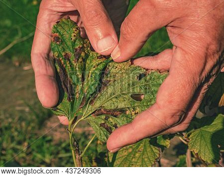 Black Currant Leaves Damaged By Fungal Disease Anthracnose In Hands Close Up