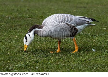 The Bar-headed Goose, Anser Indicus Is A Goose That Breeds In Central Asia In Colonies Of Thousands 