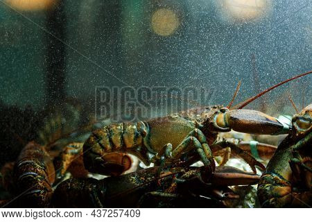 A Live Caught Lobster Sitting At The Bottom Of A Brightly Lit Tank Waiting To Be Cooked And Eaten.ma