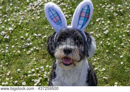Cute Dog Wearing Easter Bunny Ears At Easter Time