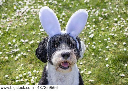Portuguese Water Dog Wearing Bunny Ears On A Spring Day