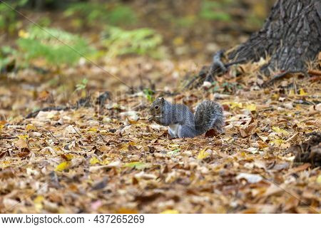Eastern Gray Squirrel In The Autumn Forest