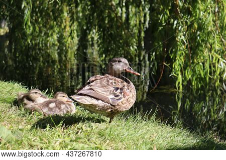 Domestic Duck And Ducklings In A Park.