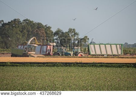 Combine Harvester Harvesting A Field And Loading Onto A Large Tractor With Trailer