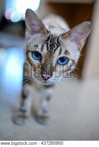 Cute Bengal Cat Kitten With Blue Eyes