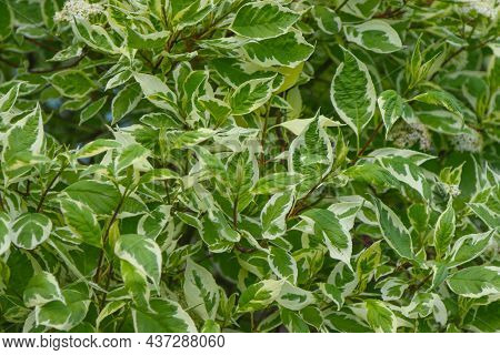 Ornamental Shrub Derain White Elegantissima Or Cornus Alba.