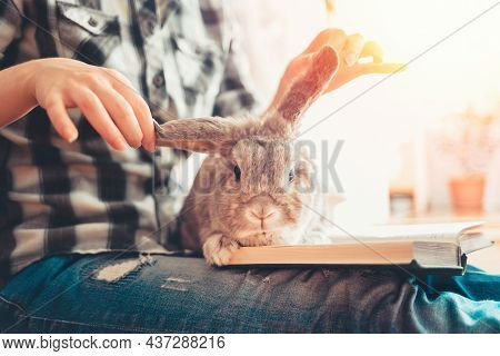 Rabbit Is Sitting On A Book, On His Lap. A Woman Cheerfully Lifted The Rabbit's Ears. Close-up Portr