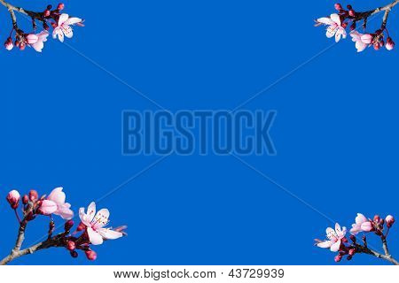 春の開花フレームまたははがき青い空を背景