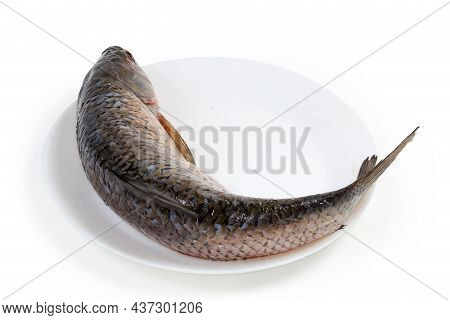 Raw Gutted Carcass Of The Grass Carp Cleaned From Scales And Prepared For Cooking, Lies On White Dis