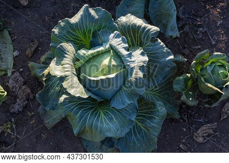 Head Of The Late White Cabbage Growing On The Field, Top View On A Soil Background