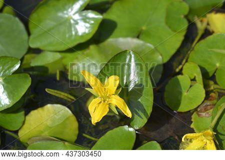Yellow Floating Heart Flower - Latin Name - Nymphoides Peltata