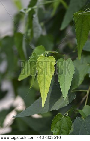 Trailing Abutilon Leaves - Latin Name - Callianthe Megapotamica (abutilon Megapotamicum)