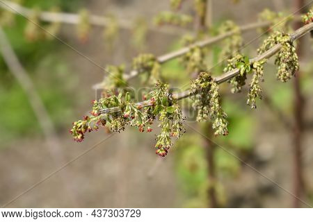 English Redoul - Latin Name - Coriaria Myrtifolia