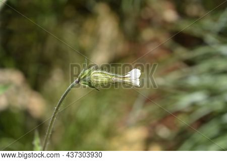 Unusual Campion Flower - Latin Name - Silene Paradoxa