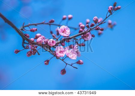 Sakura začíná kvést růžový