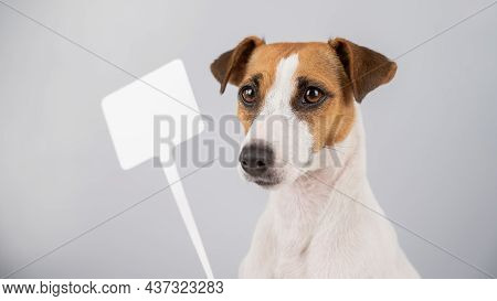 Jack Russell Terrier With A Sign On A White Background. Dog Holding Bogus Ad.