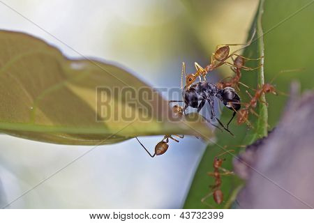 Weber Ameisen kämpfen mit schwarz ant
