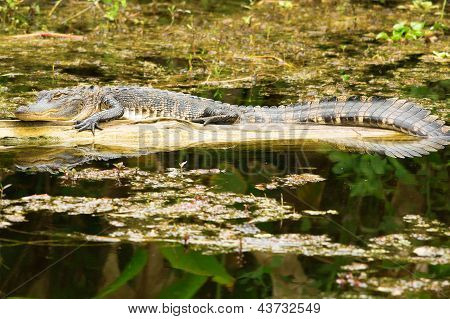 kleine amerikanische alligator