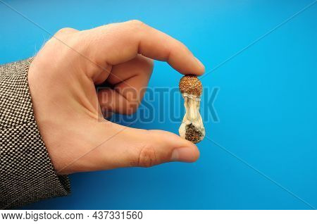 Psilocybe Cubensis Mushrooms In Man's Hand On Blue Background. Psilocybin Psychedelic Magic Mushroom