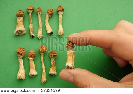 Psilocybe Cubensis Mushrooms In Man's Hand On Green Background. Psilocybin Psychedelic Magic Mushroo