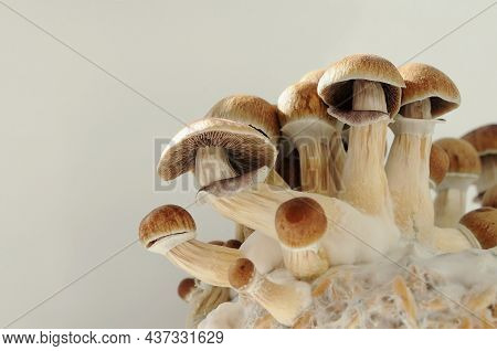 Psilocybin Mushrooms Golden Teacher On Mycelium Block, Close-up. Psychedelic Psilocybe Cubensis Raw 