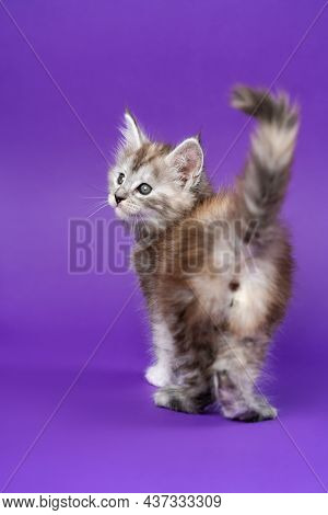Pedigreed Maine Coon Cat Black Silver Patched Tabby Standing On Purple Background Back To Camera, Ra