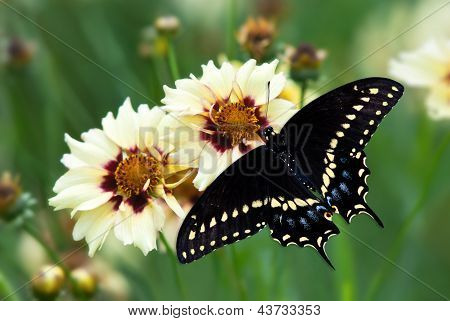 Farfalla Papilio polyxenes