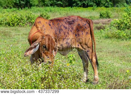 Cow Close Up Suffering From Lumpy Skin Disease On Mouth And Body.