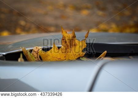 Maple Leaf Stickingout On Car Front Shield Window